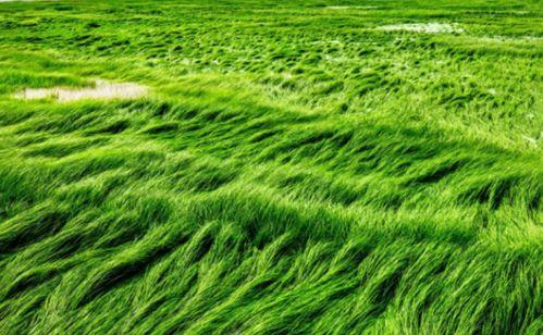 九九九久伊在人线综合小草,探寻网络文化的新奇现象