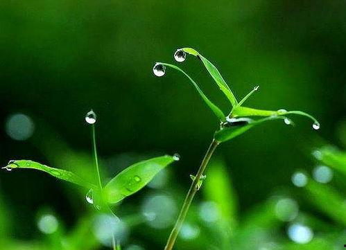 九九九久伊在人线综合小草,探寻网络文化的新奇现象